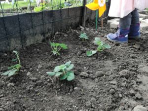 Nanas Erdbeerbeet (04/2018)