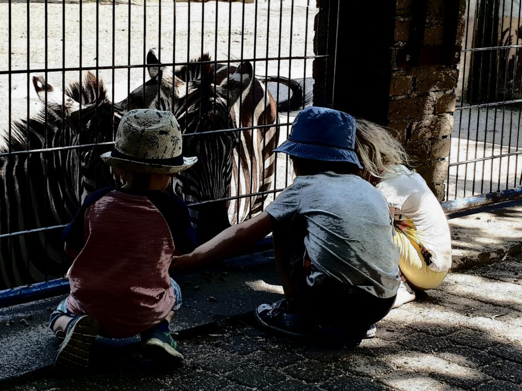 Zebras füttern im Tierpark