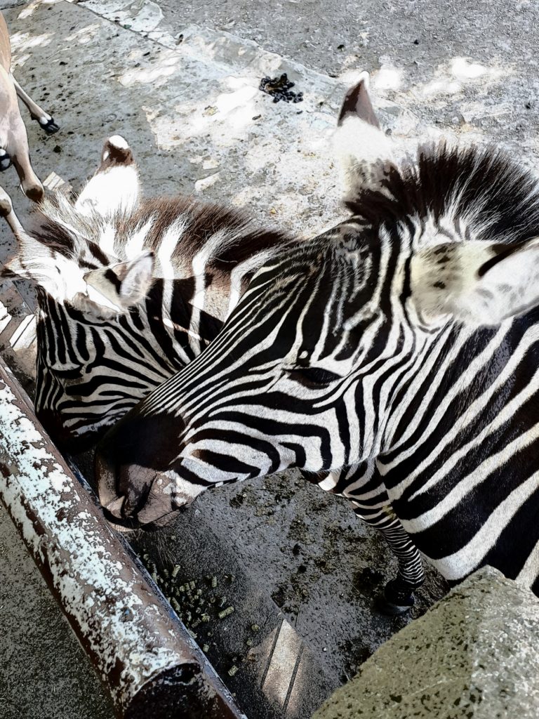 Zebras im Tierpark Hamm