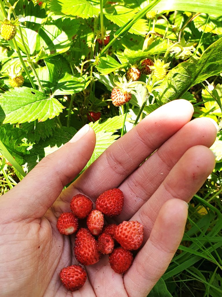 Walderbeeren
